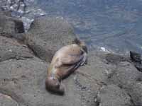 Sea lion pup